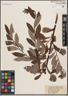 Foto von Salix discolor Muhl.